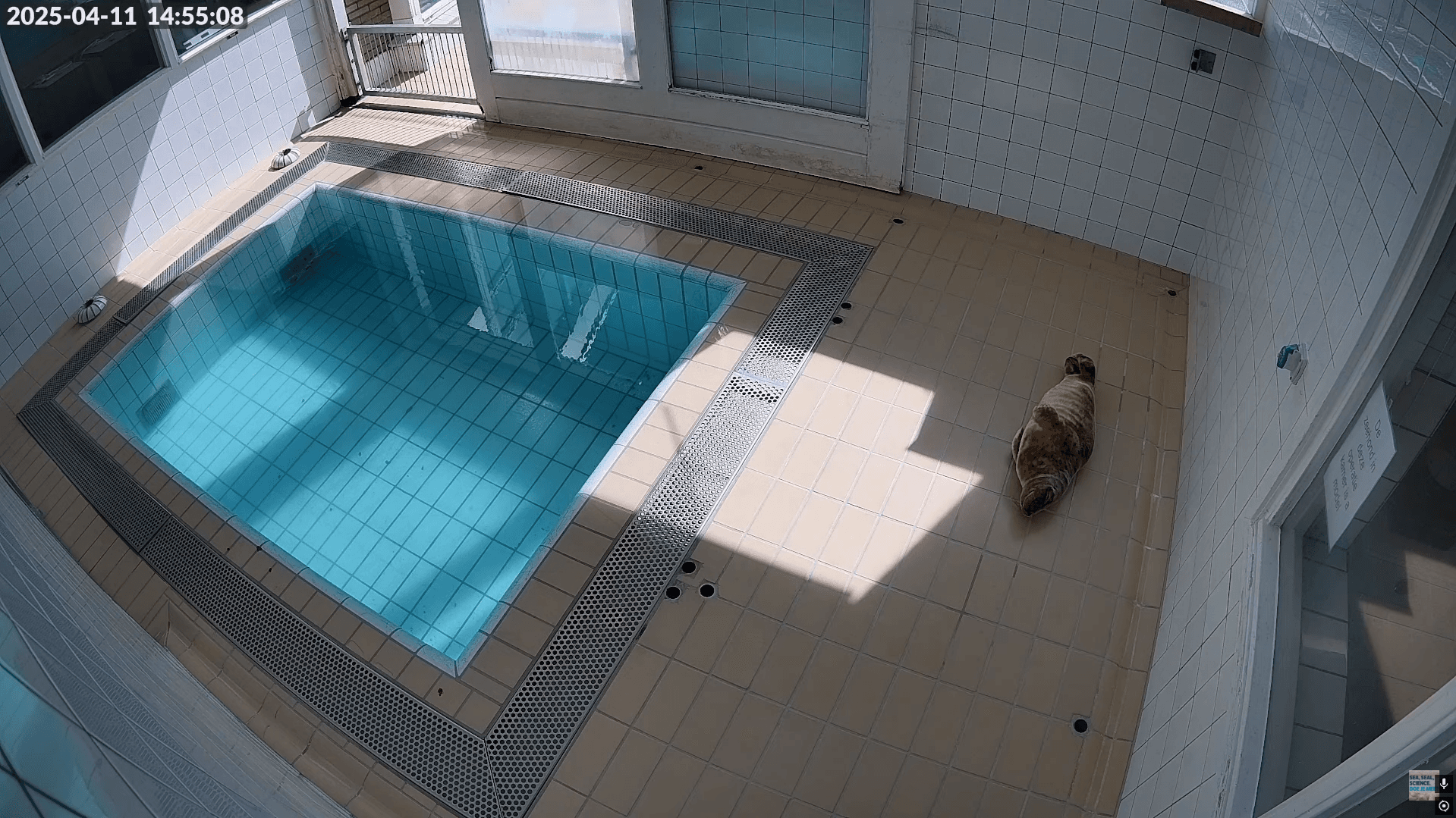 Healing Waters: Live Grey Seals at Pieterburen Rescue Centre
