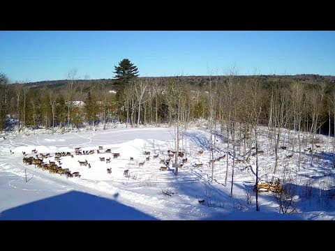 Live Deer Pantry Trough View HD Webcam, Brownville, USA
