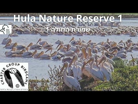 Live Webcam Hula Nature Reserve, Israel