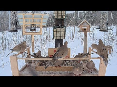 Live Ryans Bird Buffet Webcam Brownville Deer Pantry, Maine, USA
