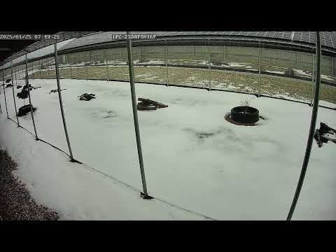 Live Webcam Chickens at Kipster Farm in North Manchester, IN, USA
