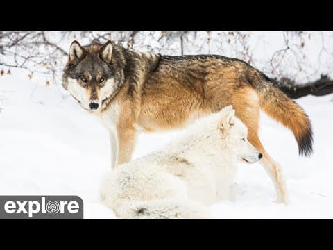 International Wolf Center