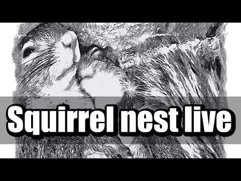 Live DelMarVa Baby Squirrels Nest Webcam, Washington, DC, USA