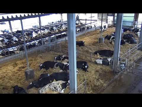 Live Webcam Hemme Milch Uckermark Farm, Germany