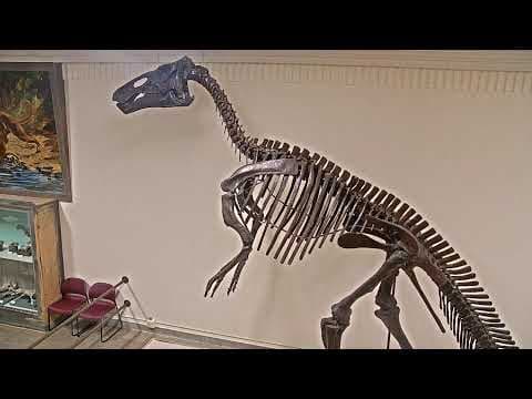 Live Dino Webcam SDSM&amp;T Museum of Geology, Rapid City, USA