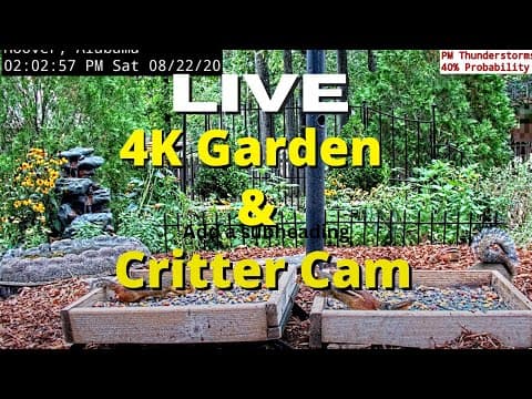 Bird feeder live webcam in the U.S. state of Alabama