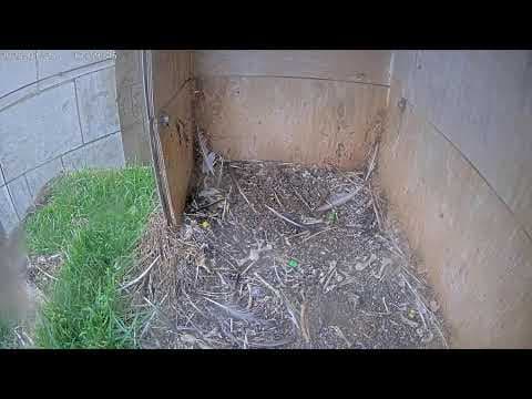 Peregrine Falcon Nest, Belgium Live HD Webcam