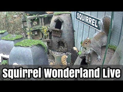 Squirrel Wonderland Live Webcam in Washington, D.C., USA