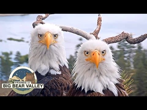 Live Big Bear Bald Eagle Nest Webcam, Fawnskin, CA, USA