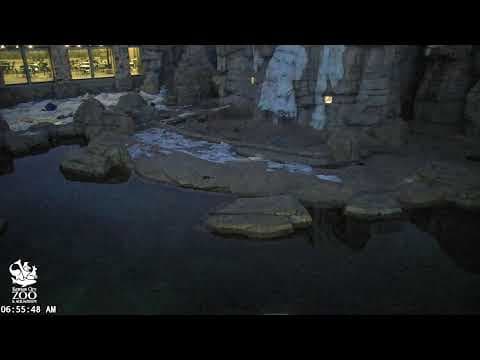 Polar Bear, Kansas City Zoo, USA Live HD Webcam