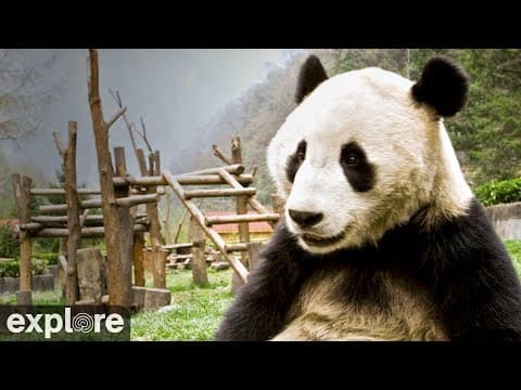 Giant Panda, Gengda Valley, China Live HD Webcam