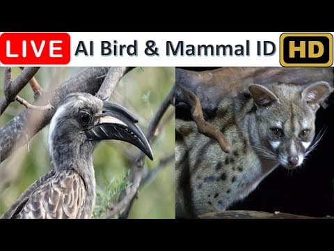 Live Allen Bird Webcam Stream, Pretoria, South Africa