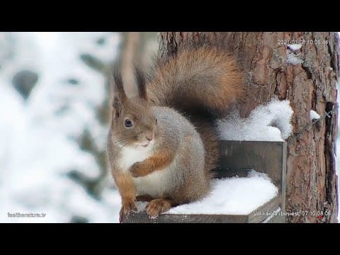 Live Animal Feeder Webcam, Nuuksio Highlands, Finland