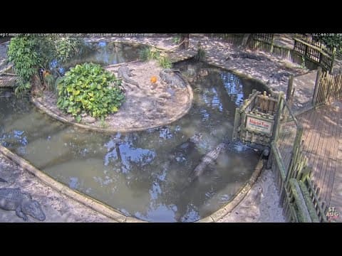 St. Augustine Alligator Farm Live HD Webcam, Florida, USA