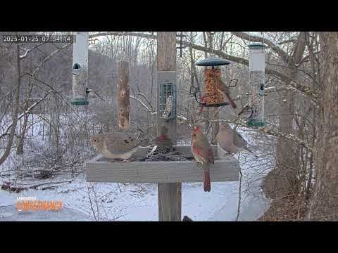 Live Climbers Run Bird feeder webcam, Lancaster, USA