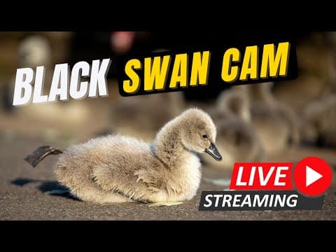 Live Beach Webcam Dawlish Black Swans, Devon, UK