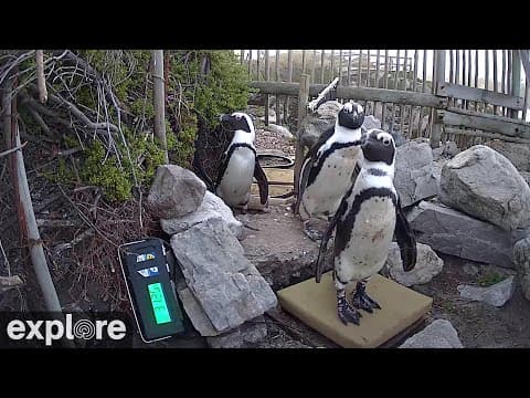 Stony Point Penguins Webcam, Betty's Bay, South Africa
