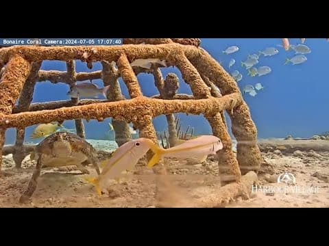 Live Harbour Village Webcam Bonaire Coral Reef, Dutch Caribbean