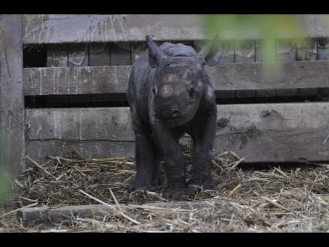 Live Black Rhino Calf Webcam Flamingo Land Resort, England