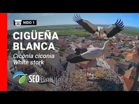 Live HD Webcam Madrigal de las Altas Torres, Spain