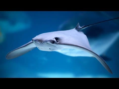 Shark Lagoon Live Webcam Steinhart Aquarium, San Francisco, CA