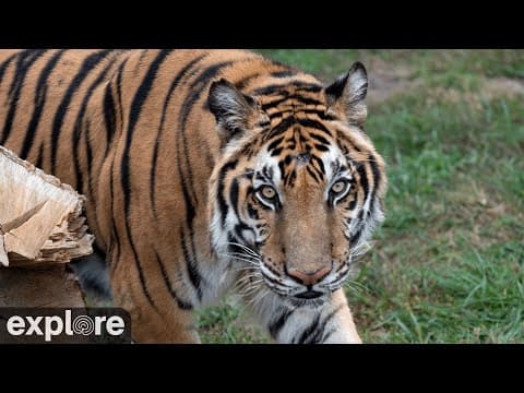 Live HD Cam Big Cat Rescue Sanctuary Tiger lake, FL, USA
