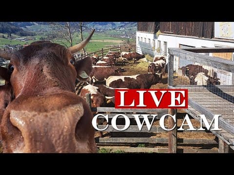 Live Cow Sanctuary Webcam in Radstadt, Salzburg, Austria