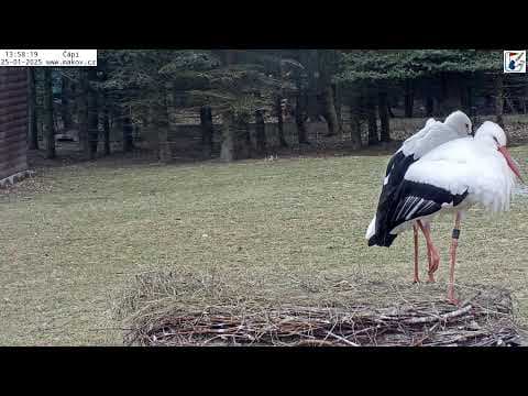 Animal Feed, Makov Streaming HD Webcam, Czech Republic