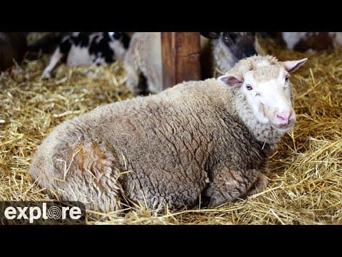 Sheep Barn, Watkins Glen, USA Live HD Webcam
