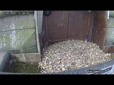 Peregrine Falcon Nest Live HD Webcam, Wakefield, UK