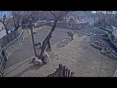 Live Elephants HD webcam stream Budapest Zoo, Hungary