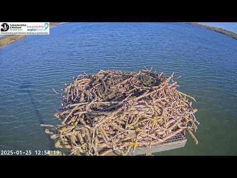 Live Webcam Manton Bay Osprey Nest, Rutland, England