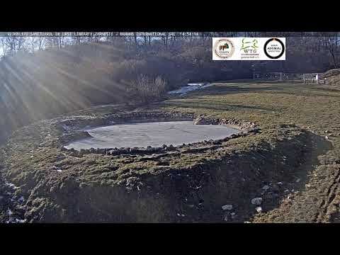 Live Cam Libearty Bear Sanctuary, Zarnesti, Romania