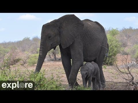 Tembe Elephant Park, Live Streaming HD Webcam, South Africa