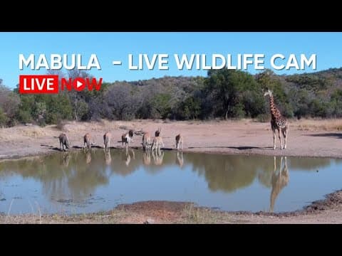 Mabula Gnu Pan Wildlife Webcam in Limpopo Province, South Africa