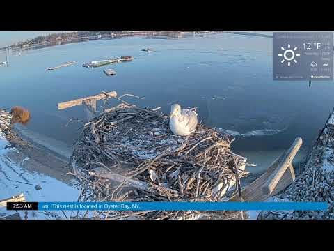 Live PSEG Long Island Osprey Webcam, Oyster Bay, NY