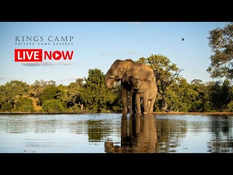 Watch African Wildlife: Kings Camp Live Webcam in Timbavati Reserve, Mpumalanga