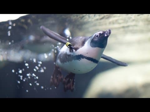 Live Penguin Underwater Cam