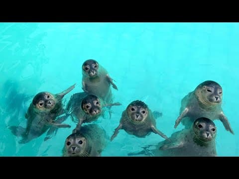 Live Webcam stream Seal Rehabilitation Pieterburen, NL