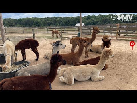 Live Martha's Vineyard Alpaca Farm Webcam, MA, USA
