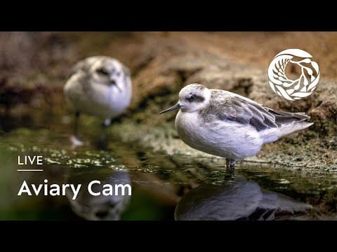 Live Aviary Webcam Monterey Bay Aquarium, CA, USA