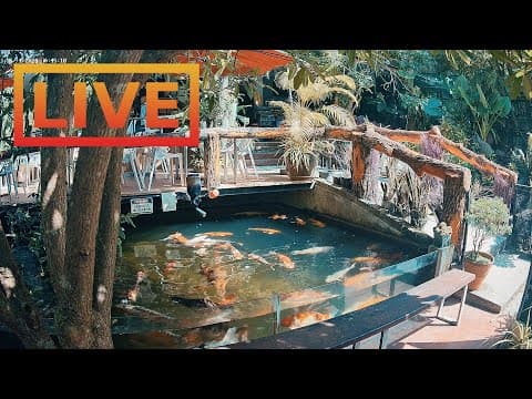 Live Zoo Cafe Feed the Fish Webcam Koh Phangan, Thailand