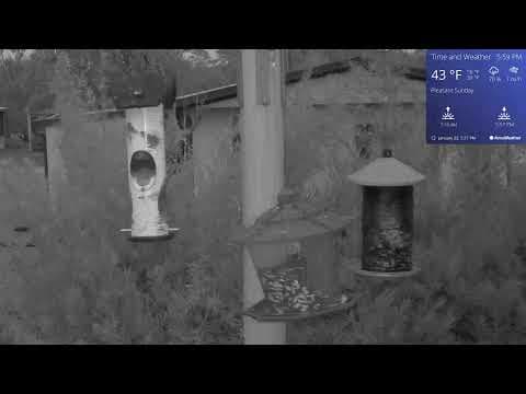 Live Webcam Bird Feeder in Orlando, Florida, USA
