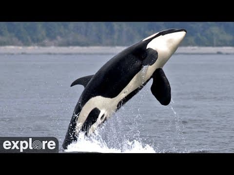 Parson Island Whales Pass Live Streaming Webcam, BC, Canada