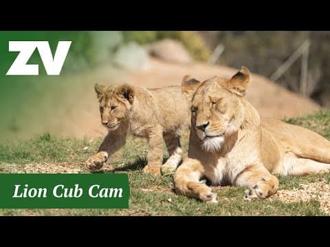 Live Lion Webcam Werribee Open Range Zoo, VIC, Australia