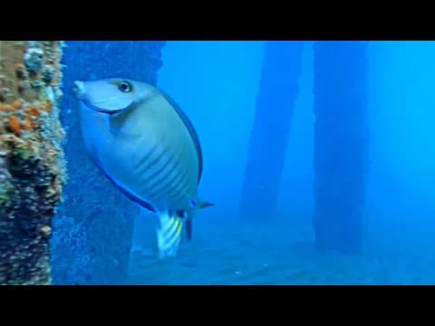 Live Pompano Beach Underwater Pier Webcam, Florida, USA