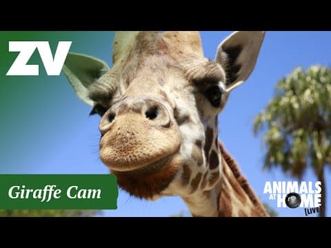Live Giraffes Webcam stream Melbourne Zoo, Victoria, Australia