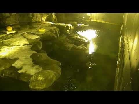 Polar Bear, Alaska Zoo Live Streaming HD Webcam, USA