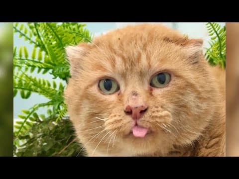 Adopt Bramble Kittens Live Webcam TinyKittens Society, BC, Canada