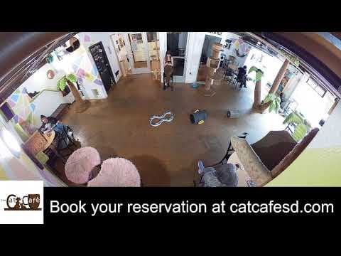 Live Cat Cafe Webcam HD Stream, San Diego, CA, USA